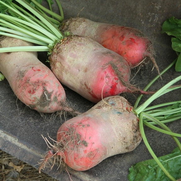 Red Mammoth Mangel Beet Seeds - 4 g ~200 Seeds - Non-GMO, Open Pollinated, Heirloom, Vegetable Gardening Seeds