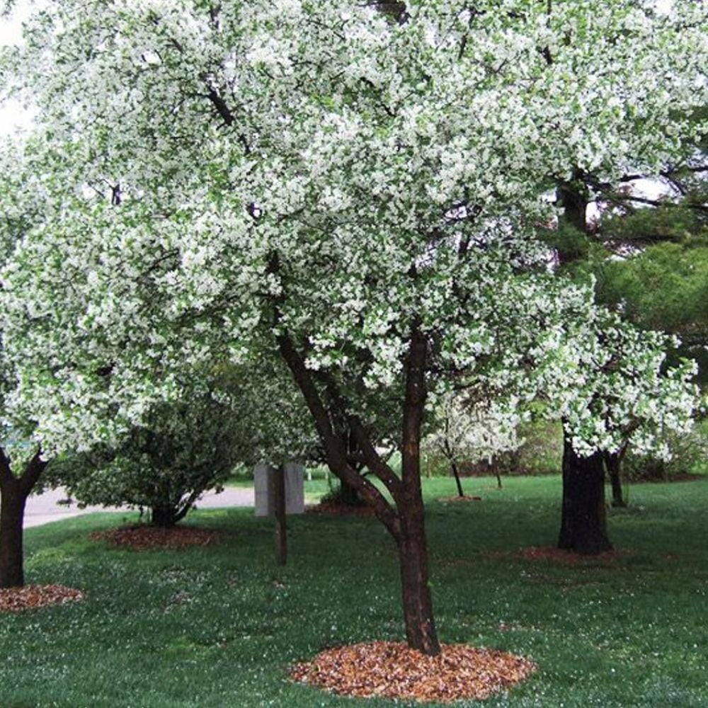Expert Gardener 2-3 ft tall Callaway Crabapple Live Tree in 5-Gallon Grower Pot