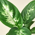 thumbnail image 6 of Dieffenbachia Camille, 6" Pot, Indoor Houseplant, Easy Care, Live Plant for Indoor & Outdoor, 6 of 10