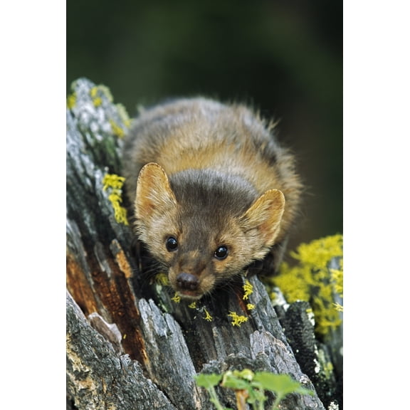 American Marten On Tree Stump Montana Usa Canvas Art - David Ponton Design Pics (24 x 36)
