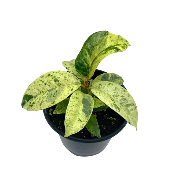 Ficus Moonshine Shivereana, 4 inch, Variegated Rubberplant, Splash Rubber Plant