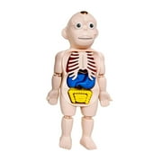 Almencla Human Body Model for Kids Teaching Model Interactive Body Parts Organs Model for Fine Motor Skills Home Demonstration
