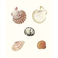thumbnail image 2 of Knorr, G.W. 12x14 Gold Ornate Wood Framed with Double Matting Museum Art Print Titled - Pastel Knorr Shells VIII, 2 of 4