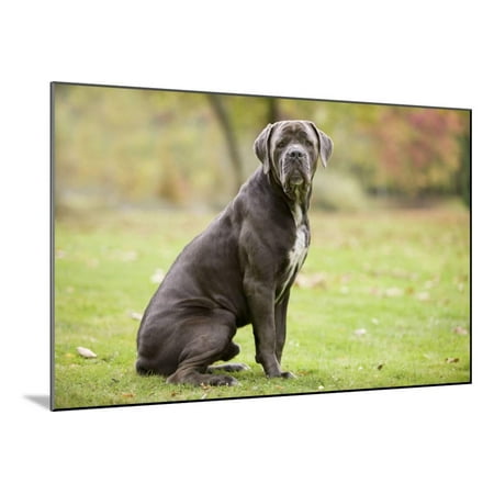 Cane Corso Italian Mastiff Wood Mounted Print Wall Art Walmartcom