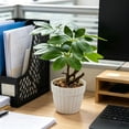 thumbnail image 6 of Artificial Money Tree Bonsai, 9.84 in Faux Potted Plants for Desk Shelf Office Bathroom Decor, Green, 6 of 6