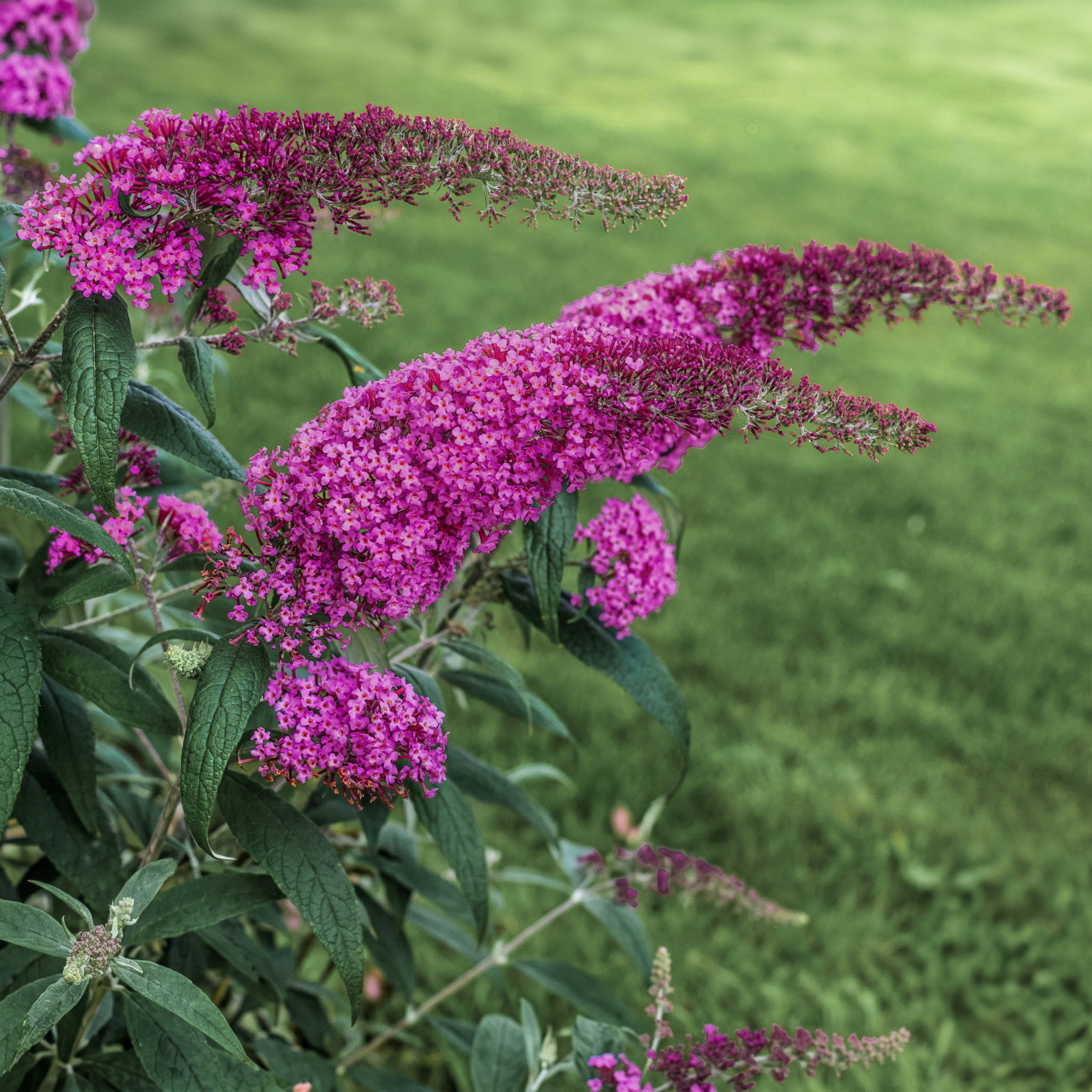 National Plant Network 3.25 in. Buddleia Nanho Purple