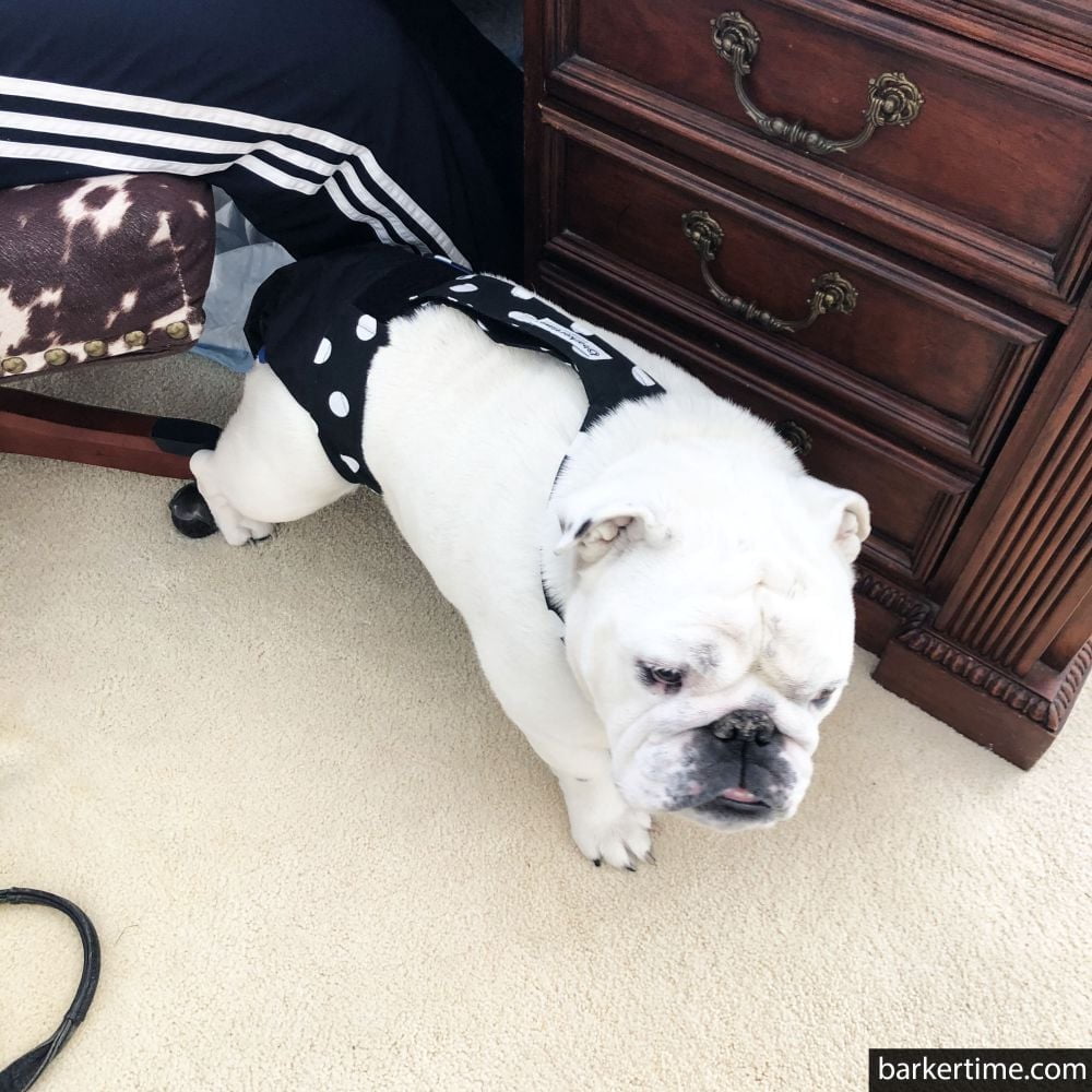 Barkertime White Polka Dot on Black Dog Diaper Overall