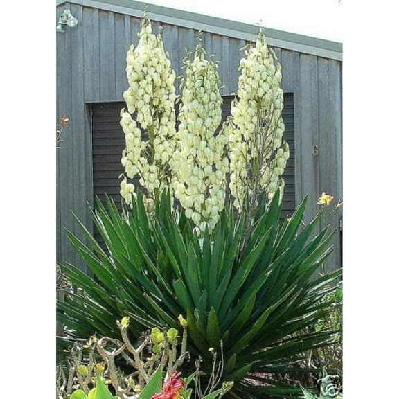 Adam's Needle 30 Seeds - Yucca Filamentosa Succulent Seeds, Hardy Yucca Flower Seeds, Drought Tolerant Shrubs, Yucca Plant Seeds for Planting