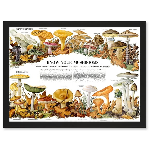 Know Your Mushroom Identifier Chart Mycology Mushroom Fungi Toadstool A4 Artwork Framed Wall Art Print