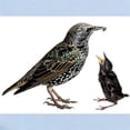 thumbnail image 2 of CafePress - Starling Mom & Baby Infant Bodysuit - Baby Light Bodysuit, Size Newborn - 24 Months, 2 of 4