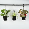 thumbnail image 5 of Live Lemon Lime Prayer Plant - 4" Hanging Pot - Black, 5 of 6
