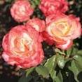 thumbnail image 2 of Heirloom Roses Roses Plants Live - Mercury Rising Hybrid Tea Rose Plant, 2 of 4