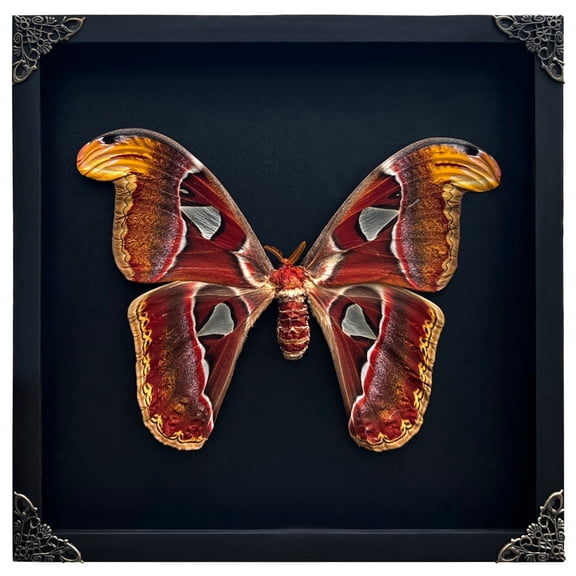 Real Framed  Moth Style Decorative Shadow Box, Large Butterfly Inspired Wall Art, Black Wooden Frame Display Insect for Tabletop or Wall Decor
