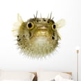 thumbnail image 1 of Long-spine Porcupinefish Wall Decal by Wallmonkeys Peel and Stick Graphic (36 in W x 32 in H) WM355303, 1 of 4