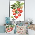 thumbnail image 3 of Designart 'A Red Physalis Branch' Traditional Framed Art Print, 3 of 4