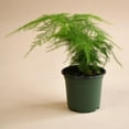 thumbnail image 2 of Plumosa Fern - 3 Live Starter Plants in 4 Inch Grower's Pots - Asparagus Setaceus - Exotic Lacy Textured Foliage for Your Garden, 2 of 5