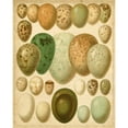 thumbnail image 3 of Meyers 20x24 Black Modern Framed Museum Art Print Titled - Vintage Bird Eggs II, 3 of 5