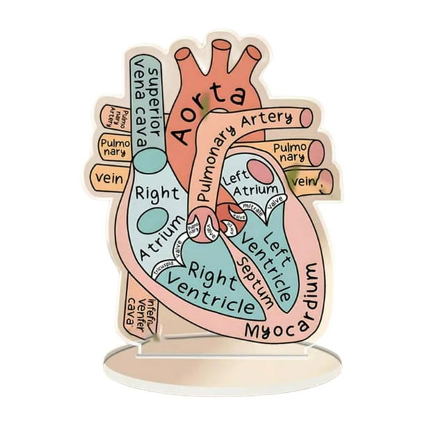 Modelo de Corazón Anatómico Estructuras Anatómicas 2D Tablero Anatómico Plano Ayuda de Aprendizaje Modelo de Corazón Humano para Estudio Científ