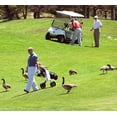thumbnail image 3 of Bird-X Deterrent Electronic Bird Control Deterrent (GB), 3 of 4