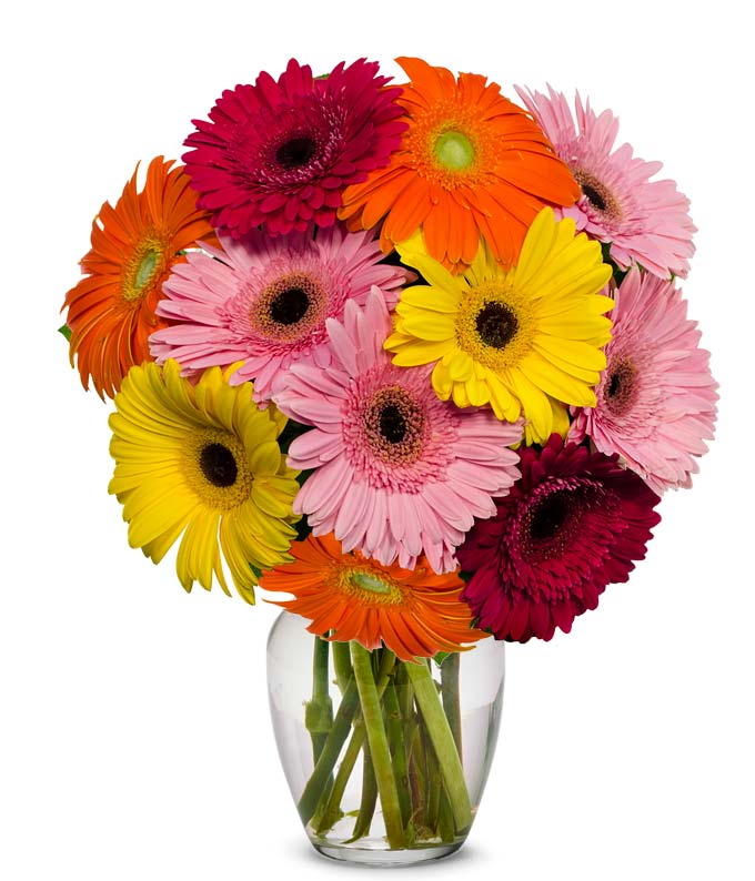 From You Flowers Stunning Gerbera Daisies 10 Stems (Fresh Flowers