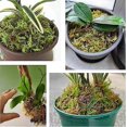 thumbnail image 4 of Musgo de bosque seco de 3 cuartos de galón: ideal para plantas de orquídeas en macetas, musgo de terrario, musgo de reptiles: totalmente natural, fresco con olor a bosque., 4 of 5