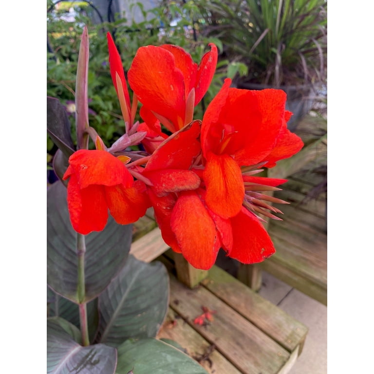 Live Garden Center: Blue Buddha Farm Red King Humbert Canna Lily Rhizome  Bulb - Outdoor Perennial Plant - Walmart.com