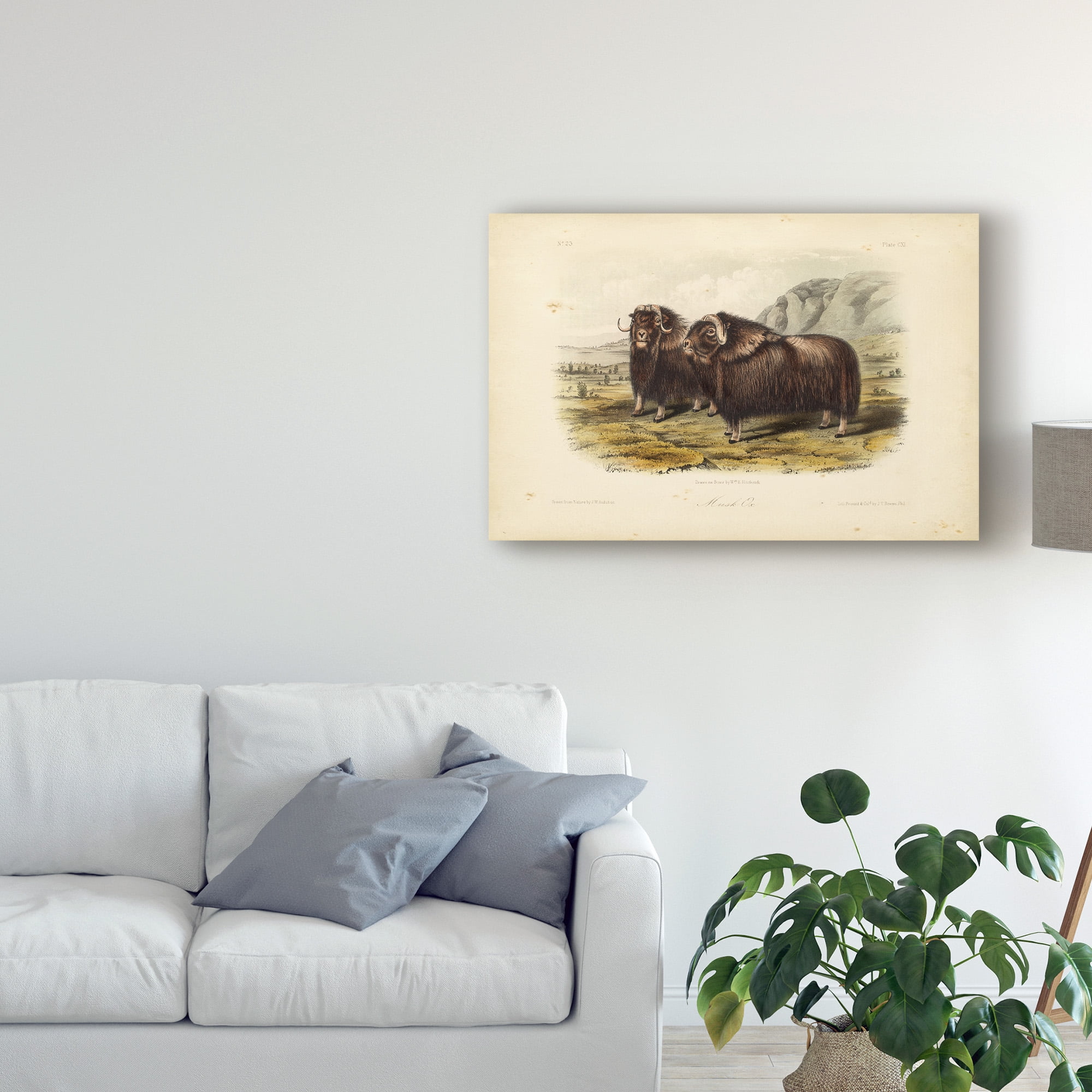 Trademark Fine Art 'Musk Ox' Canvas Art by John James Audubon