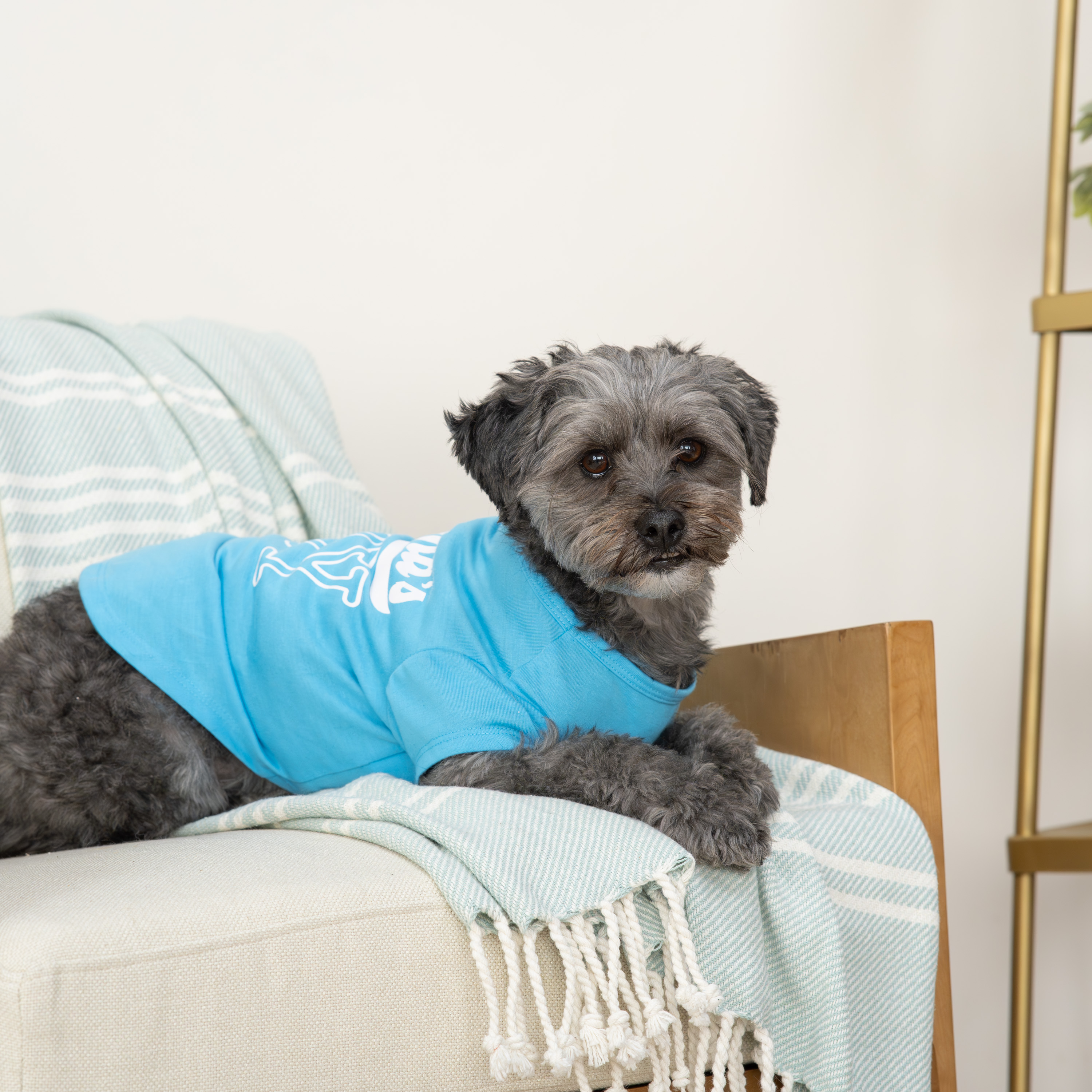 【100着限定】XL  KEIJU Mama’s boy tee (blue) Vibrant Life, Dog Clothes, Mama\u0027s Boy Spring Pet Tee, Blue, XL