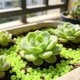 thumbnail image 4 of Piedras Luminosas para Decoración de Jardín y Acuario, Guijarros que Brillan en la Oscuridad, Resina Natural, Uso Interior y Exterior, 150 Piezas, 4 of 9