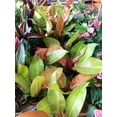 thumbnail image 4 of Prince of Orange Philodendron - Live Plant in a 4 Inch Pot - Philodendron Erubescens - Extremely Rare and Beautiful Indoor Houseplant - A Rare Tropical Masterpiece, 4 of 5