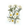 thumbnail image 3 of Flores prensadas secas, manualidades DIY para álbumes de recortes, Kits de hojas secas para decoración de uñas, manualidades, marcapáginas, pantallas Blanco, 3 of 8