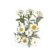 thumbnail image 3 of Flores prensadas secas Macarena manualidades DIY para álbumes de recortes Kits de hojas secas decoración de uñas, 3 of 8