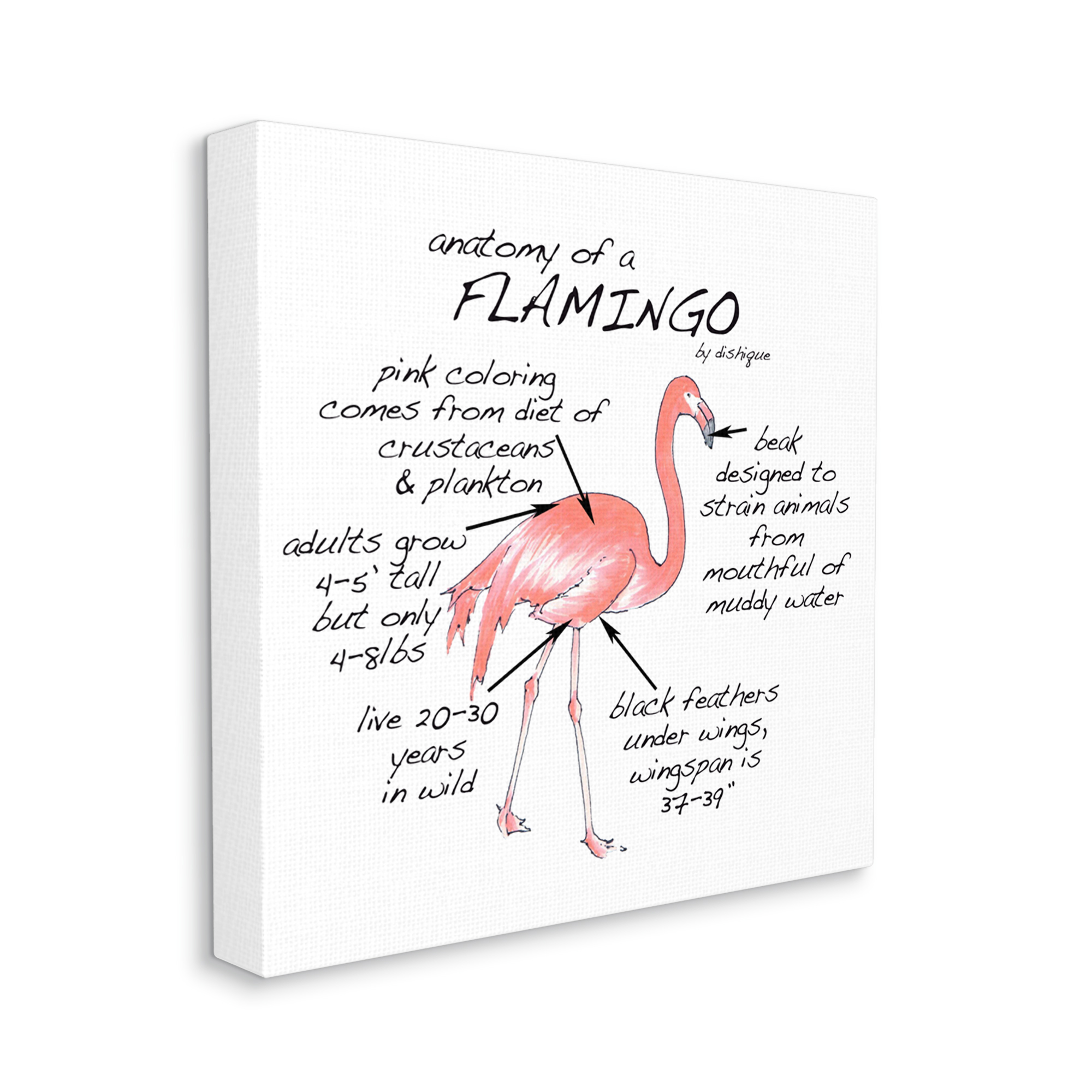 Stupell Industries Flamingo Bird Facts Chart Educational Wildlife Animals Graphic Art Gallery Wrapped Canvas Print Wall Art, Design by Dishique