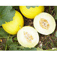 thumbnail image 2 of TomorrowSeeds - Golden Beauty Casaba Melon Seeds - 100+ Count - For 2026 Planting Heirloom Sweet, 2 of 9