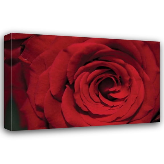 Erin Berzel 24x17 Gallery Wrapped Canvas Wall Art Titled - Red Rose Detail
