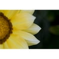 thumbnail image 1 of Flower Petals Poster Print, 18 x 11, 1 of 1