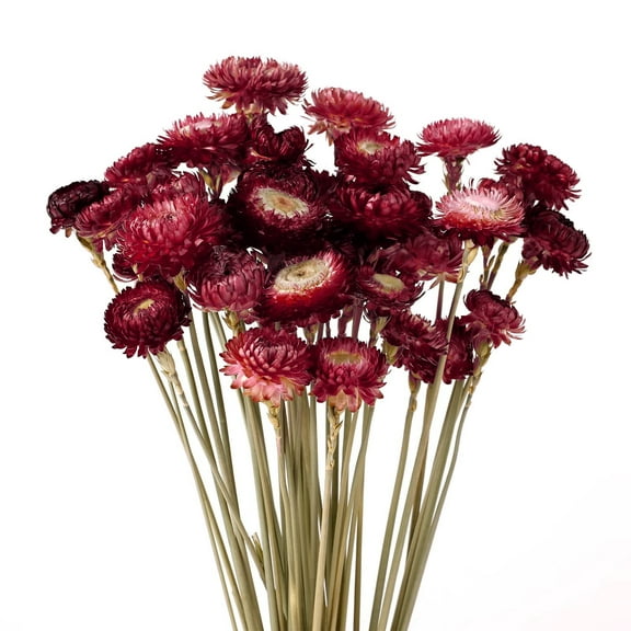 MIHUAGE Dried Flower 40PCS Daisy Bouquet 100% Natural Chrysanthemum Dry Flower With Stem for Vase Home décor Party DIY Arrangement Wheat Straw Bulk (Burgundy)