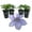 4 Plants, variant on Clematis Blue Angel - Live Starter Plant in a 2 Inch Growers Pot - Starter Plants Ready for The Garden - Rare Clematis for Collectors