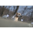 thumbnail image 2 of SportDOG Brand Contain + Train Add-A-Dog Collar - Additional, Replacement, or Extra In-Ground Fence + Remote Training Collar - Waterproof and Rechargeable with Tone, Vibrate, and Shock, 2 of 6