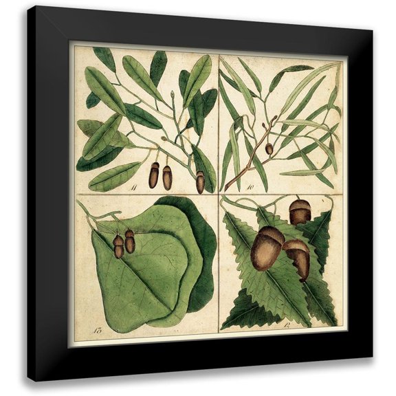 Catesby, Mark 12x12 Black Modern Framed Museum Art Print Titled - Catesby Leaf Quadrant II