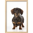 thumbnail image 2 of Smooth Haired Minature Dachsund, Animals Framed Art Print Wall Art Sold by Art.Com, 2 of 5