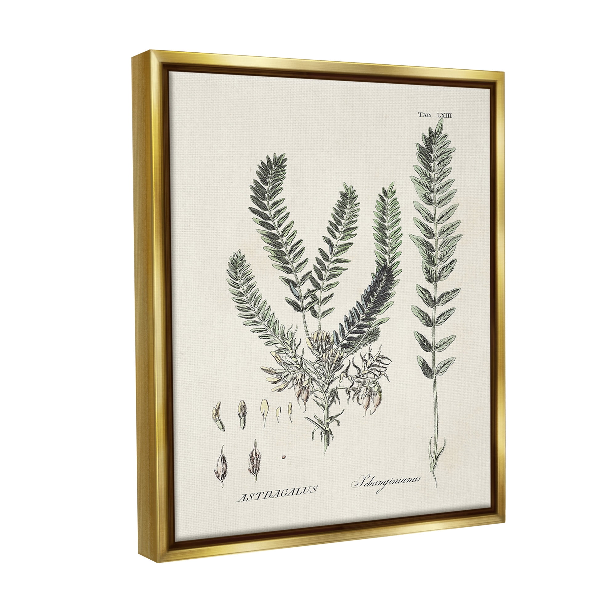 Stupell Industries Forest Leaves Diagram Botanical & Floral Painting Gold Floater Framed Canvas Art Print Wall Art, 25 x 31