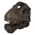 thumbnail image 5 of Faux Taxidermy Replica Brachiosaurus Dinosaur Head Fossil Small Skull Figurine, 5 of 9