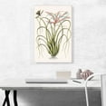 thumbnail image 2 of ARTCANVAS Wild Pine Canvas Art Print by Mark Catesby - Size: 26" x 18" (0.75" Deep), 2 of 9
