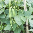 thumbnail image 3 of CZ Grain 50 Cow Pea Plant Seeds, Non-GMO Heirloom Easy to Grow, 3 of 3