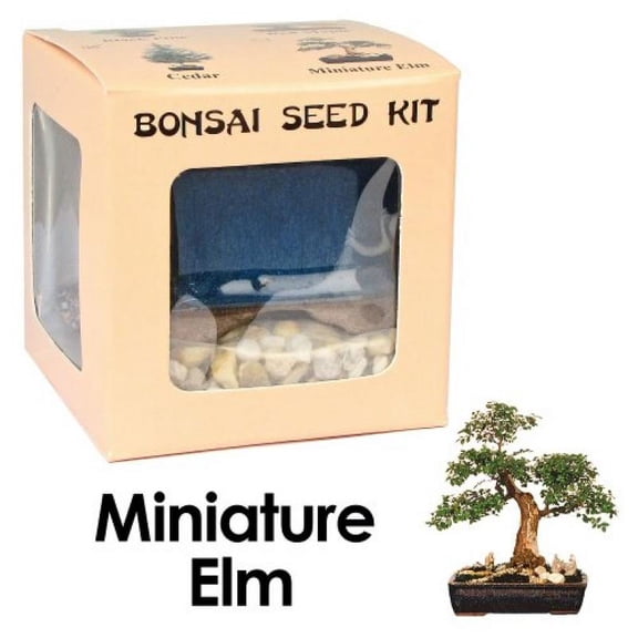 Eve's Miniature Elm Bonsai Seed Kit, Woody, Complete Kit to Grow Elm Bonsai from Seed