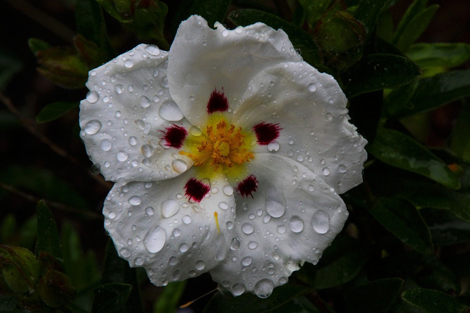 White Plant Nature Flower Cistus White Cistus-12 Inch BY 18 Inch