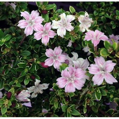 Pink Mountain Serissa Tree - 2.5 Pot - House Plant, Fairy Garden Plant, Bonsai