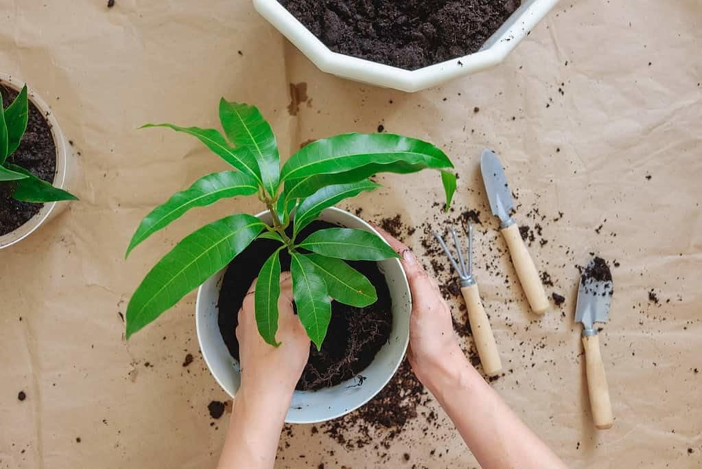 🌿 Organic Mango Tree Plant Soil Mix by Gardenera Labs - Cultivate Fruity Excellence with Natural and Nutrient-Rich Formula - 5 QUART