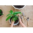 thumbnail image 2 of Elevate Your Mango Tree Garden with Gardenera Labs's Organic Potting Mix - Tailored for Robust Mango Trees and Flavorful Harvests - 2 Quart, 2 of 4